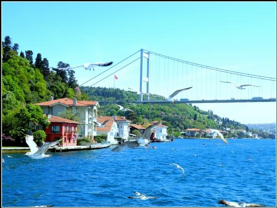 Wildlife Watching: Birds and Marine Life of the Bosphorus